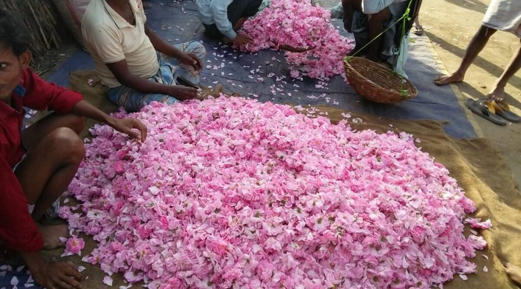 Pengolahan parfum secara tradisional di India. Sumber: google.com