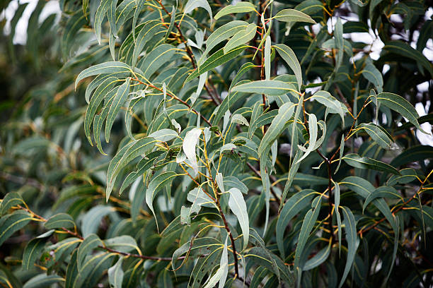 Pohon atsiri kayu putih. Sumber: istockphoto.com
