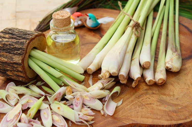 Minyak sereh wangi yang bermanfaat, Sumber: klikdokter.com